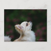 Carte Postale Casque long Haired Chihuahua 2 (Devant)