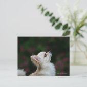 Carte Postale Casque long Haired Chihuahua 2 (Debout devant)