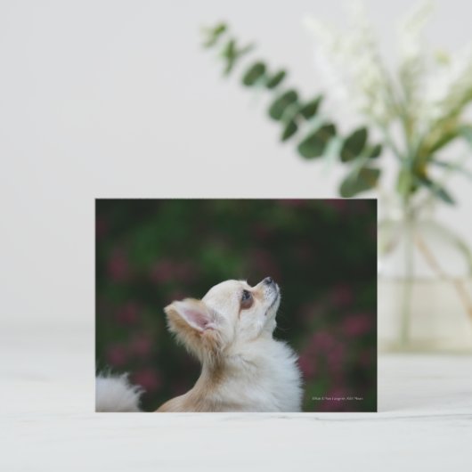 Carte Postale Casque long Haired Chihuahua 2 (Debout devant)