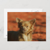 Carte Postale Casquette Chihuahua Puppy (Devant / Derrière)