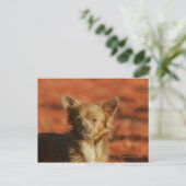 Carte Postale Casquette Chihuahua Puppy (Debout devant)