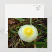 Carte postale Casquette de champ jaune (Devant / Derrière)