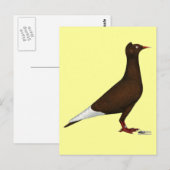 Carte Postale Casquette de vol Pigeon (Devant / Derrière)
