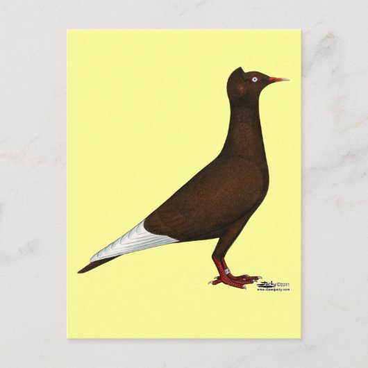 Carte Postale Casquette de vol Pigeon (Devant)