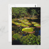 Carte Postale Casquettes géantes hawaïennes (Devant / Derrière)