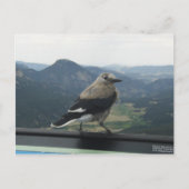 Carte Postale Casse-noix de Clark (Devant)