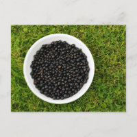 Cassis fraîchement ramassé