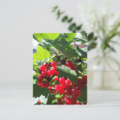 Carte Postale Cassis rouge (Debout devant)
