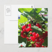 Carte Postale Cassis rouge (Devant / Derrière)
