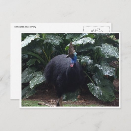 Carte Postale cassoire (Devant / Derrière)