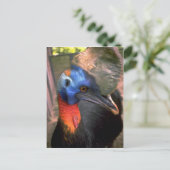 Carte Postale Cassowary (Debout devant)