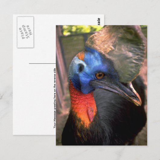 Carte Postale Cassowary (Devant / Derrière)