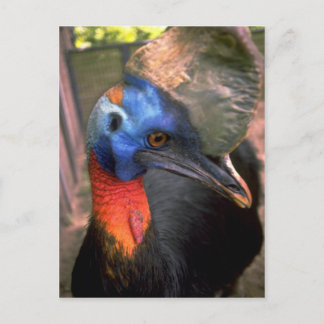 Carte Postale Cassowary