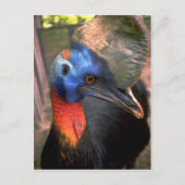 Carte Postale Cassowary (Devant)