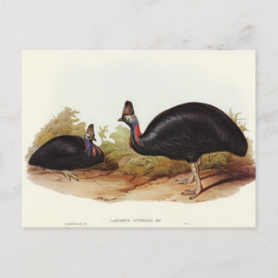 Carte Postale Cassowary australien par Elizabeth Gould