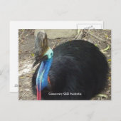 Carte Postale Cassowary QLD Australie (Devant / Derrière)