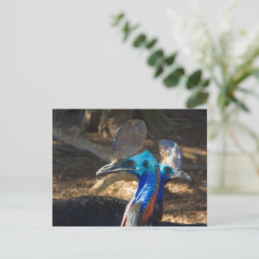Carte postale Cassowary Sud (Debout devant)