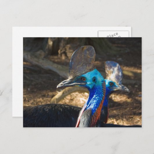 Carte postale Cassowary Sud (Devant / Derrière)