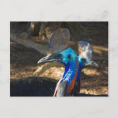 Carte postale Cassowary Sud (Devant)