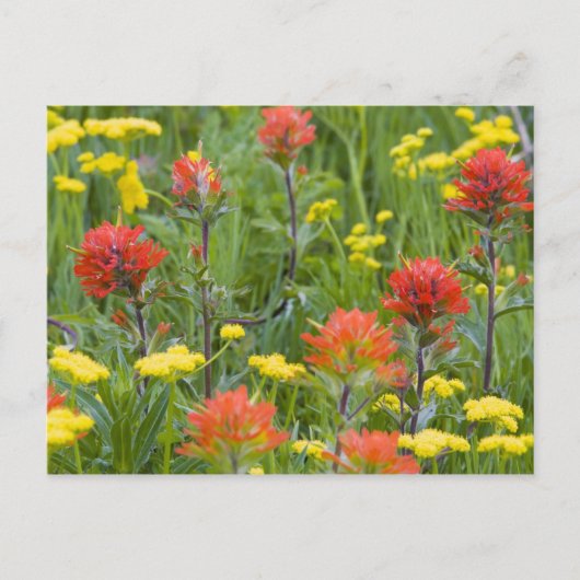 Carte Postale Castilleja et biscuitroot fleurs sauvages (Devant)