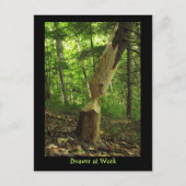 Carte Postale Castor au travail (Devant)