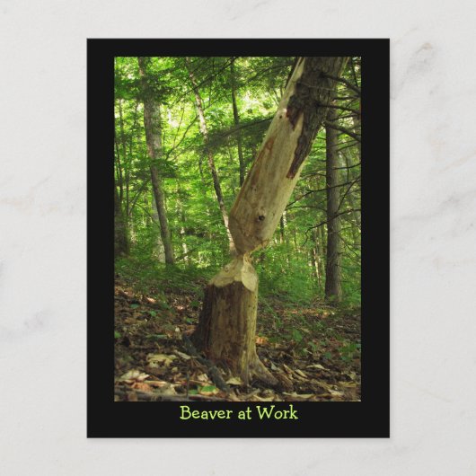 Carte Postale Castor au travail (Devant)