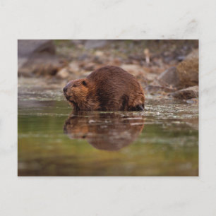 Carte Postale castor, Castor canadensis, va nager