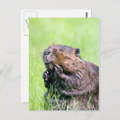 Carte Postale Castor mouillé (Devant / Derrière)