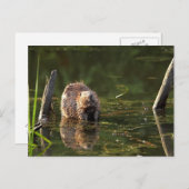Carte Postale Castor souriant (Devant / Derrière)