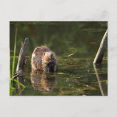 Carte Postale Castor souriant (Devant)