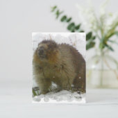 Carte postale Castors classique (Debout devant)