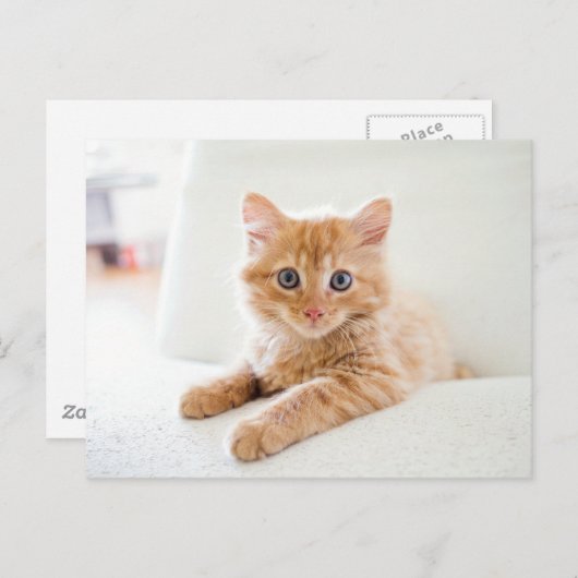 Carte Postale Cat (Devant / Derrière)