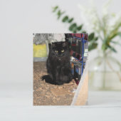 Carte Postale Cat (Debout devant)