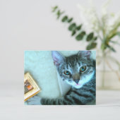 Carte Postale Cat (Debout devant)