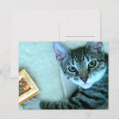 Carte Postale Cat (Devant / Derrière)