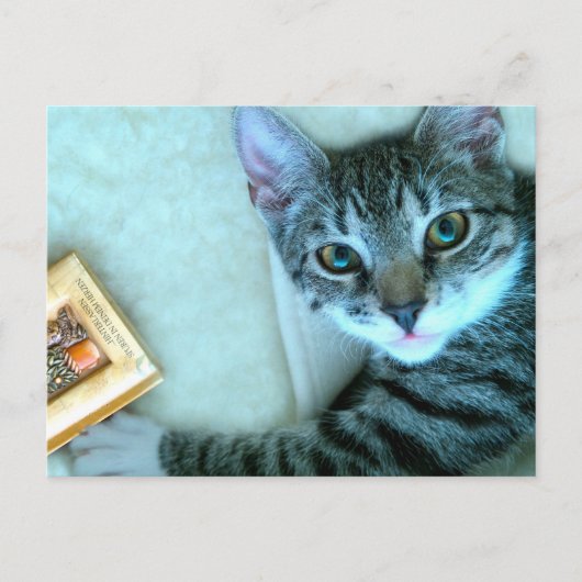 Carte Postale Cat (Devant)