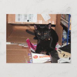 Carte Postale Cat