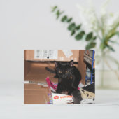 Carte Postale Cat (Debout devant)
