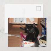 Carte Postale Cat (Devant / Derrière)