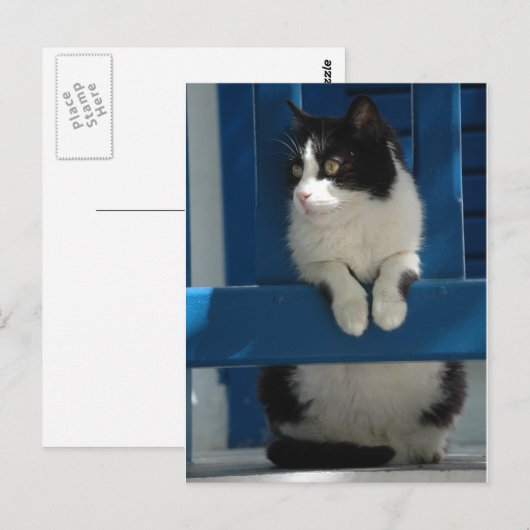 Carte Postale Cat (Devant / Derrière)