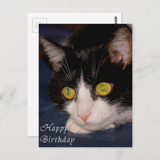 Carte Postale Cat (Devant / Derrière)