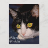 Carte Postale Cat (Devant)