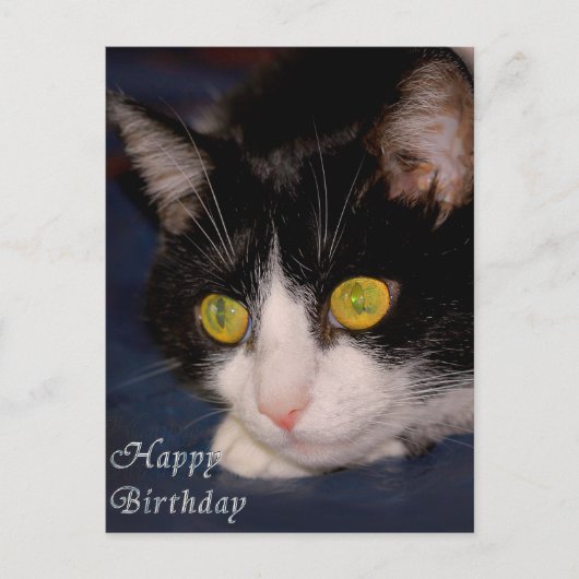 Carte Postale Cat (Devant)