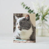Carte Postale Cat (Debout devant)