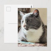 Carte Postale Cat (Devant / Derrière)