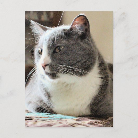 Carte Postale Cat (Devant)