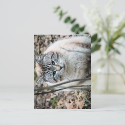 Carte Postale Cat (Debout devant)