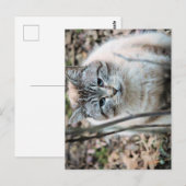Carte Postale Cat (Devant / Derrière)