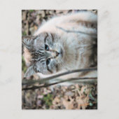 Carte Postale Cat (Devant)