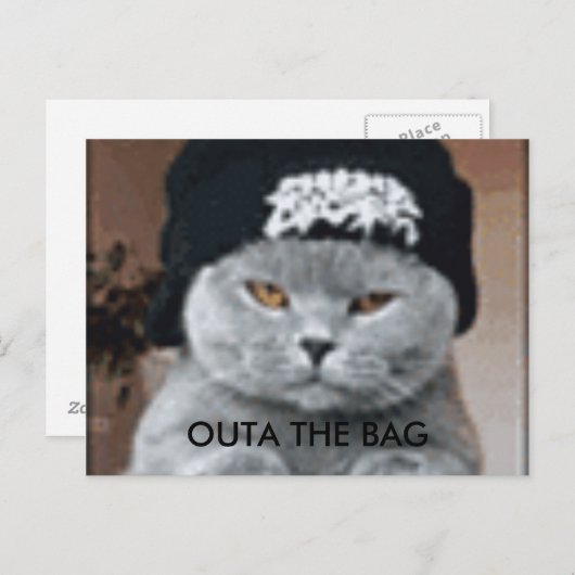 CARTE POSTALE CAT (Devant / Derrière)